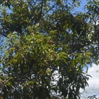 Agarista salicifolia Bois de rempart Ericaceae Indigène La Réunion 528.jpeg